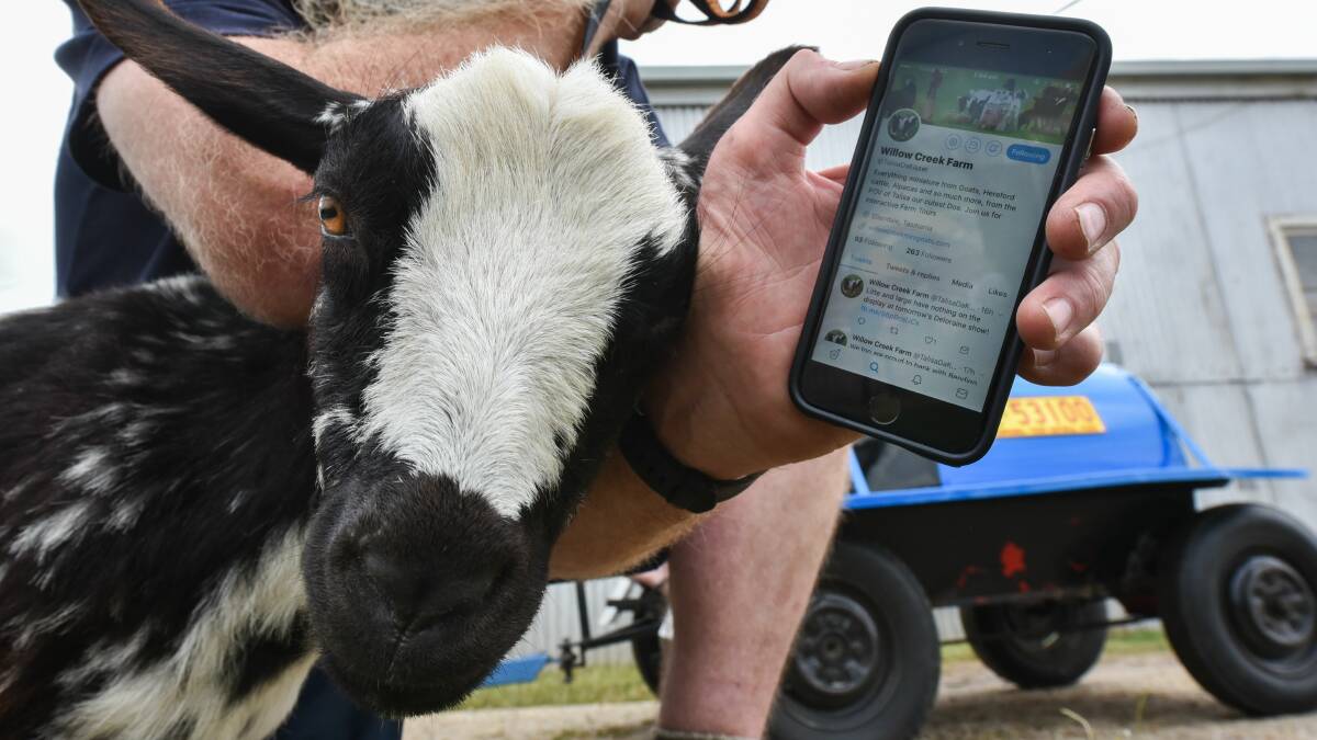 With an online following in the hundreds, the pint-sized goat from Willow Creek Miniature Goat Farm in Ellendale is making a big impression online. 
