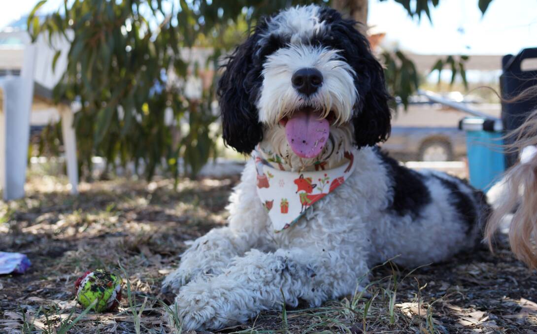 POSE: Claude the cavoodle wearing one of the custom bandannas made by 12-year-old Sian Daney. Picture: Zachary Block 