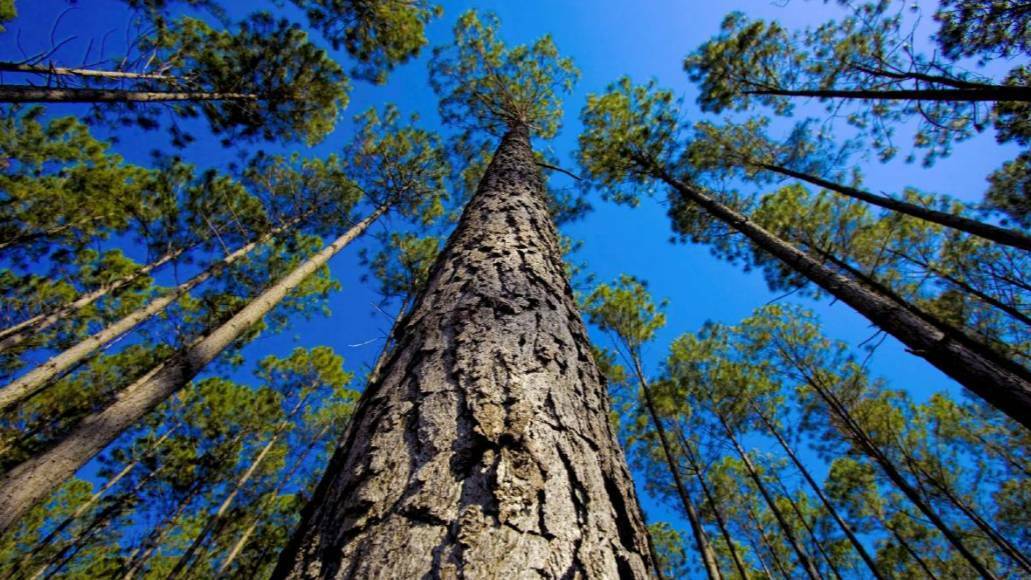Forestry bill meets its end
