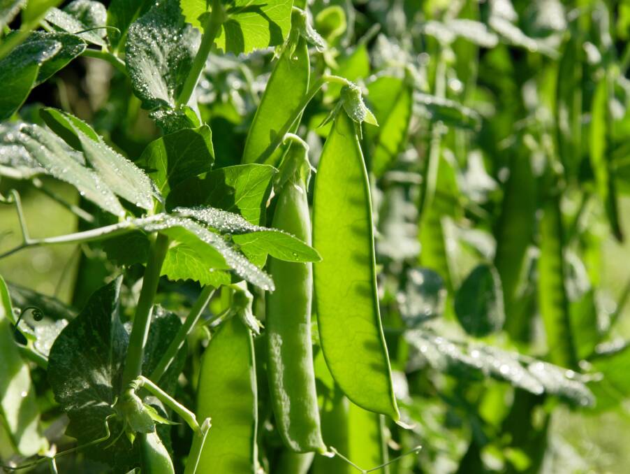TIMING: You should start sowing green peas now, so that they mature during the colder autumn weather..