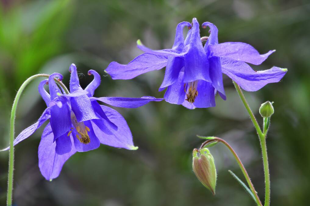 POPULAR PERENNIALS: Aquilegia alpina, commonly known as the alpine columbine, grow up to 80cm high.