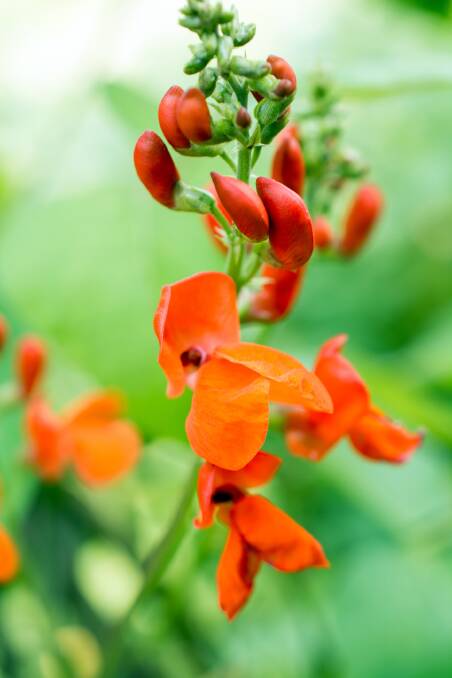 CLIMBING: Noel says while they are usually found in vegie gardens, scarlet runner beans - perhaps going up the back of a flower bed - can put on a dazzling show.
