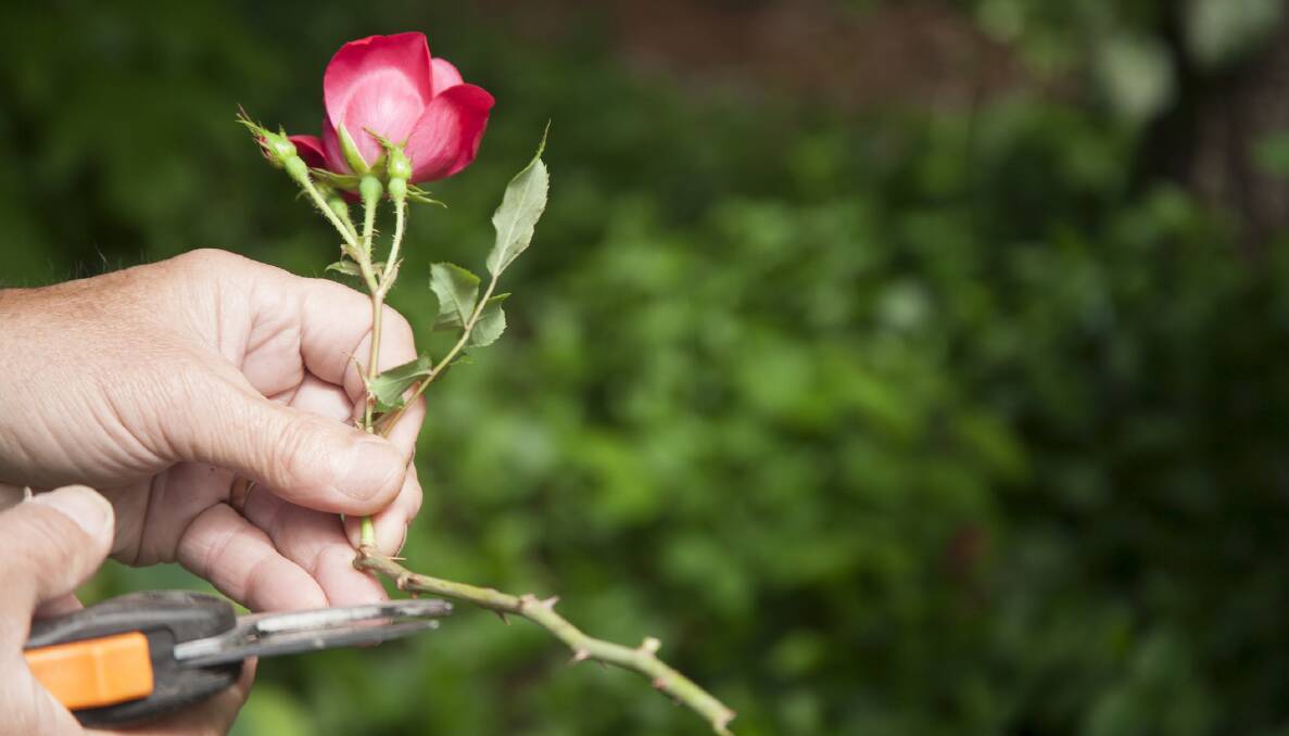 ESSENTIAL: Only a good summer prune will ensure that your rose garden continues to flower well past April. 