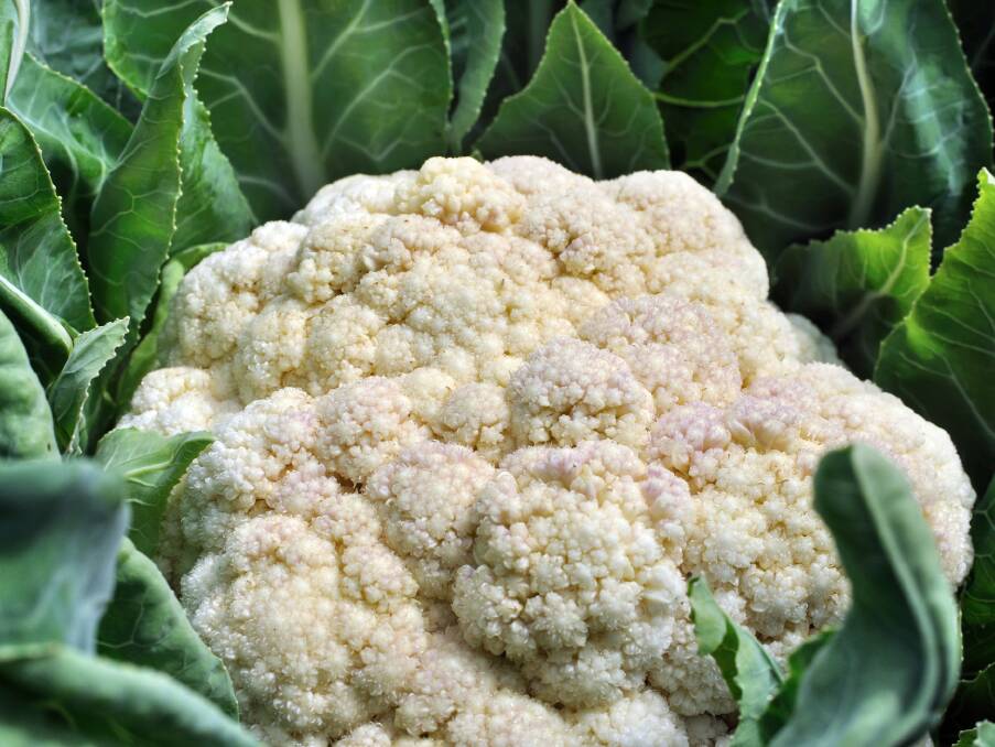 COLD GROWER: Whether sowing seeds or planting out seedlings, it's also time to get your cauliflowers sorted.
