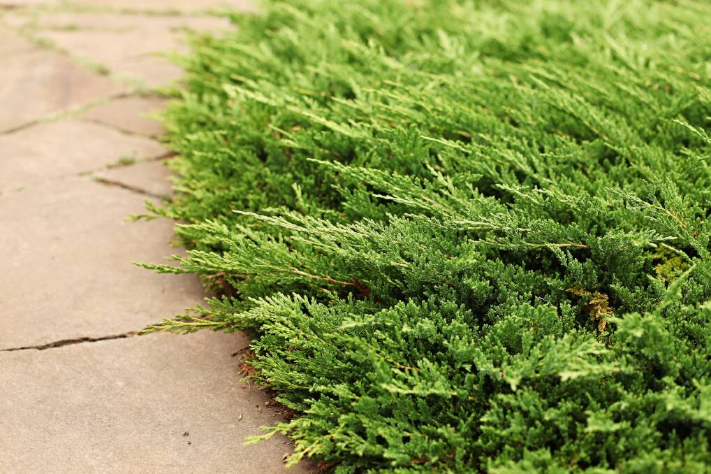 VARIETY: Botanical names of conifers can be confusing. Essentially, if you’re looking for ground covers go for junipers with the name horizontalis, depressa or prostrata.