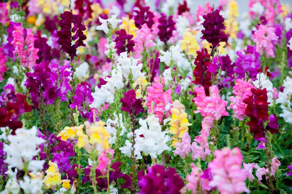 EYE-CATCHING: With their rich flowers, snapdragons bloom through summer.