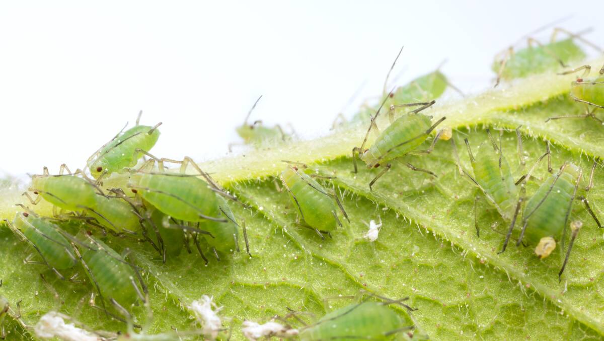 NUISANCE: Aphids are cute little bugs that create havoc in the garden.