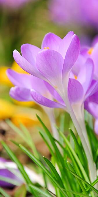 SPECTACULAR: If you want to enjoy a delightful spring, consider planting crocus. You don't have to have rich soil, although it should be well drained. 
