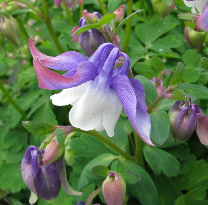 DWARF AQUILEGIAS: These flowers are excellent for lightly shaded places.