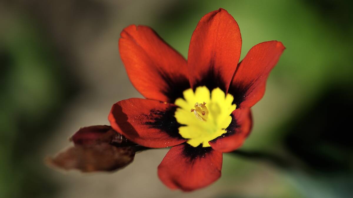 STRIKING: Sparaxis features bright red, orange and cream flowers.