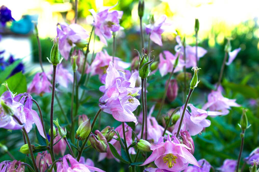 CUTE COTTAGE FLOWERS: Aquilegia are popular because they are easy to care for.