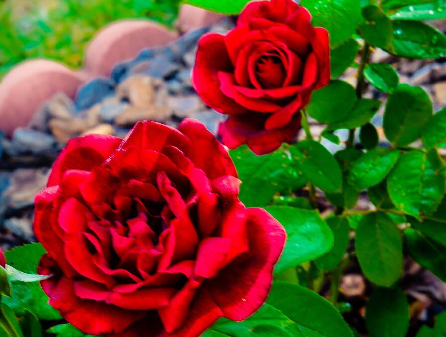 PROMOTE: Remember to feed your roses with a soluble fertilizer after pruning.