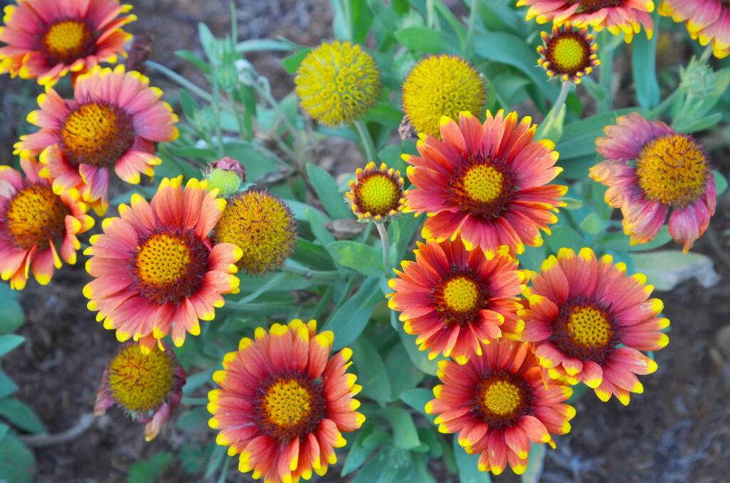 TWO-TONE: It's not hard to see why Zinnia elegans are popular with flower arrangers.