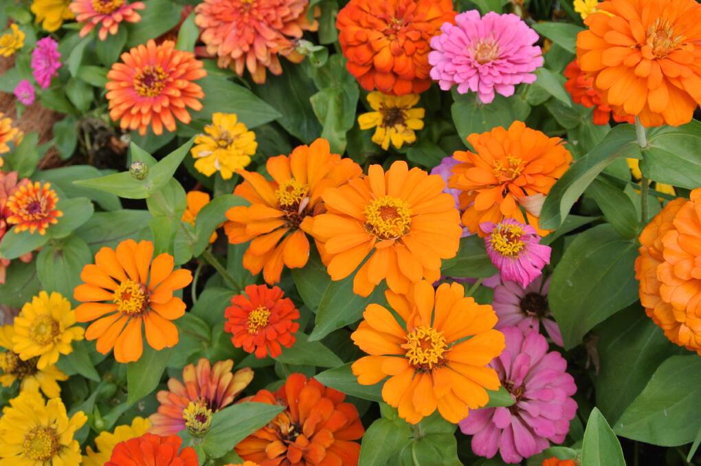 HYBRIDS: Creeping Zinnia Pink or Zinnia Angustifolia flower are the most popular strain, with their large double blooms.