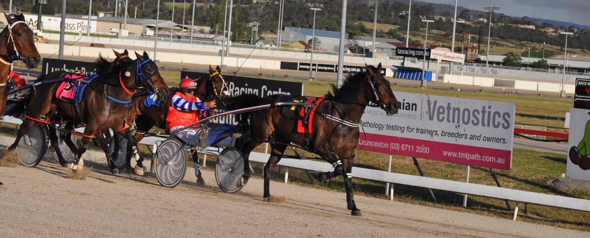 CUP HOPE: Consistent pacer Black Centurian will be back at the track on Sunday night trying to make amends for his second placing in the past two Devonport Cups. Picture: Greg Mansfield