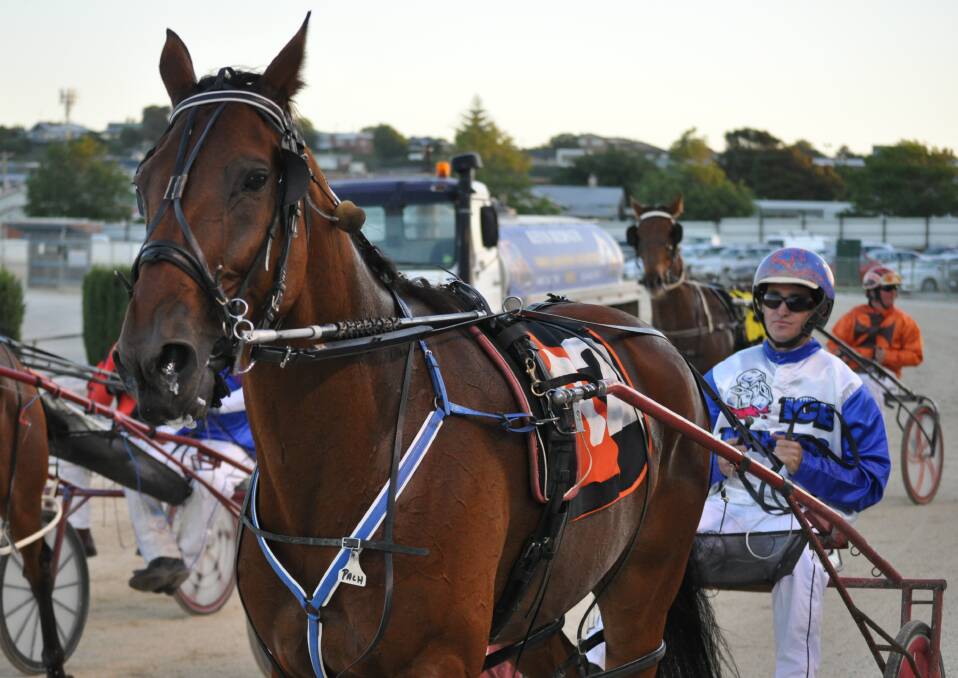 BACKMARKER: Star pacer Pachacuti and his driver Todd Rattray will be trying to overcome a 40m handicap in a heat of the Easter Cup at Mowbray on Friday night. Picture: Greg Mansfield