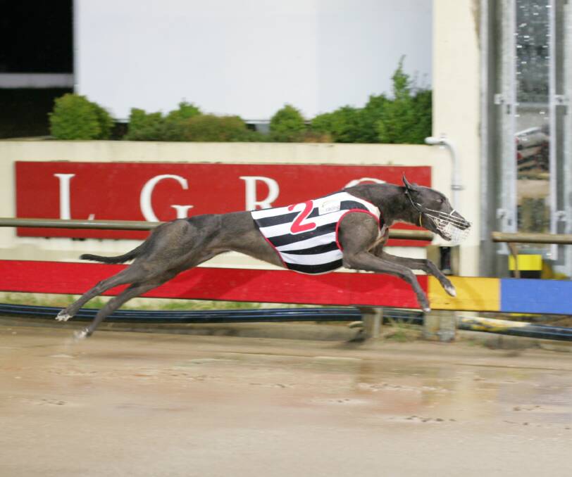 CHASING 10: Unbeaten sprinter Hemsworth easily wins his heat of the Launceston Cup. He will be going for his 10th win in Saturday night's final.