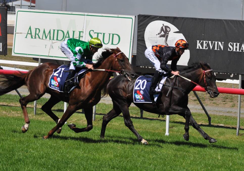 CUP PREVIEW: Bondeiger beats stablemate Andrea Mantegna in a track gallop at Mowbray on Sunday. Will it be the same result in the Launceston Cup? Picture: Greg Mansfield