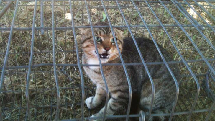The government will encourage local communities to trap and humanely euthanise feral cats. Photo: Invasive Animals Cooperative Research Centre