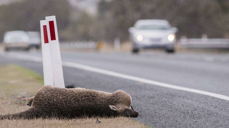 One of many dead kangaroos on the road from Canberra to the snowfields.. Photo: Rohan Thomson