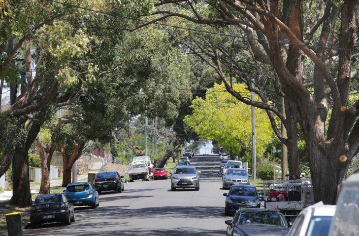 Georges River Council and Ausgrid will remove 30 Tallowood trees that are under powerlines following requests from residents and replace with more appropriate trees..Picture John Veage