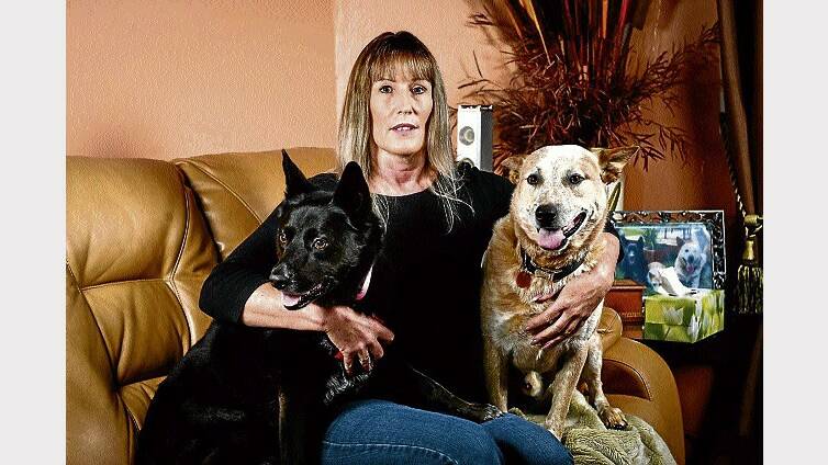 Trish Tolond, of Beaconsfield, with Zara the black kelpie and Zeus the red heeler. Picture: PHILLIP BIGGS