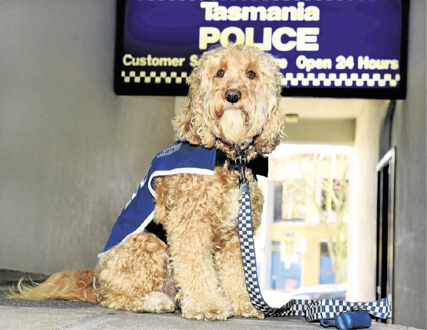 Tasmania police public relations dog Teddy will feature in a new book Dogs Of Launceston. Picture: NEIL RICHARDSON