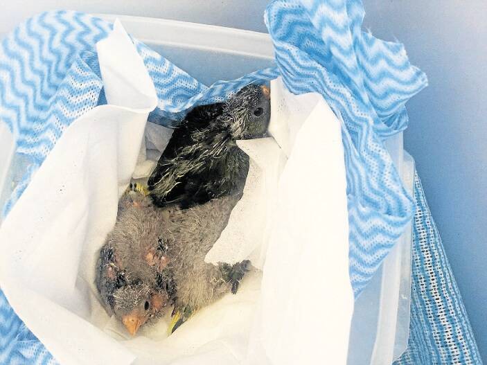 The orange-bellied parrot chicks born at Taroona will be raised in captivity for most of this year.
