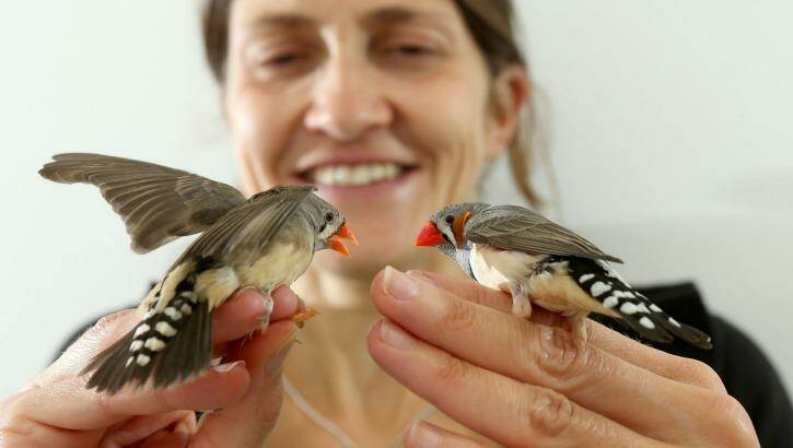 Dr Mylene Mariette with a zebra finch pair she is studying as part of her research into the bird's shared parenting habits. Photo: Pat Scala