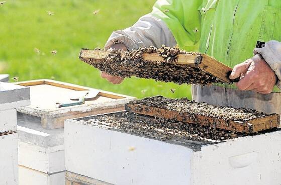 SAFE: A frame is removed from a bee hive. Tasmanian honey producers have hit back at Irish claims about contaminated honey.