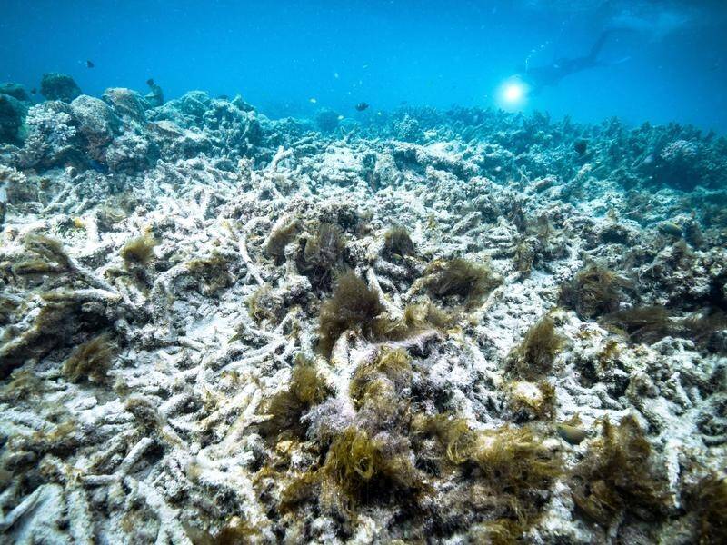 Coral bleaching has affected the Great Barrier Reef, and now acidic oceans may dissolve coral.