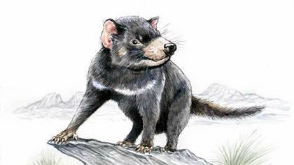 Tasmanian devil. (Illustration by Joe Benke.)