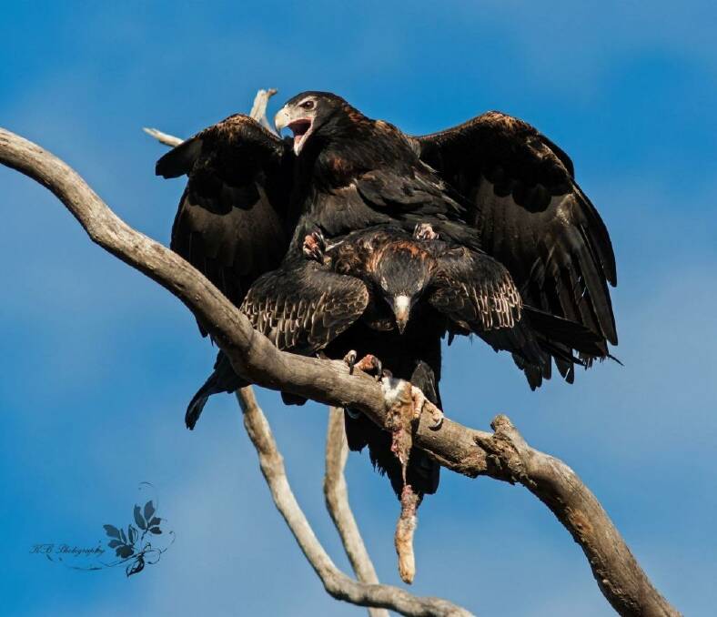 Well bred: Copulating Wedge-tailed Eagles. Photo: KB Photography