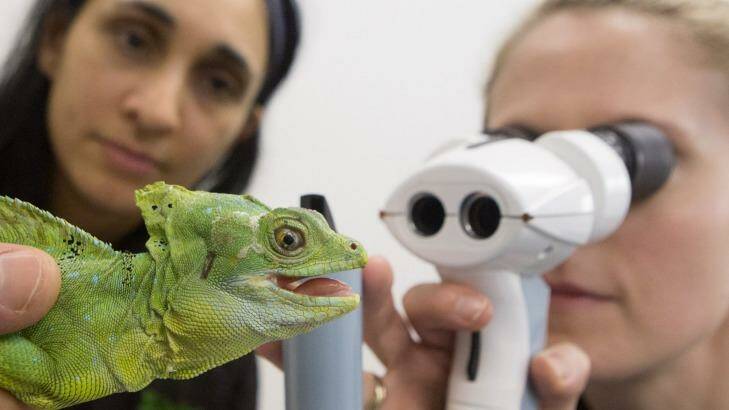 A Double Crested Basilisk gets an eye examination. Photo: James Boddington