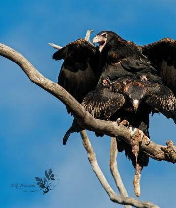 Well bred: Copulating Wedge-tailed Eagles. Photo: KB Photography