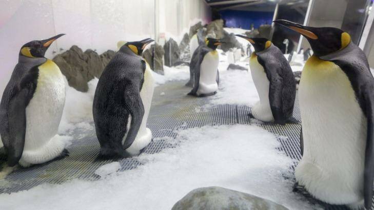 Eggs at the ready ... King Penguins incubate their offspring. Photo: Emma Morgan