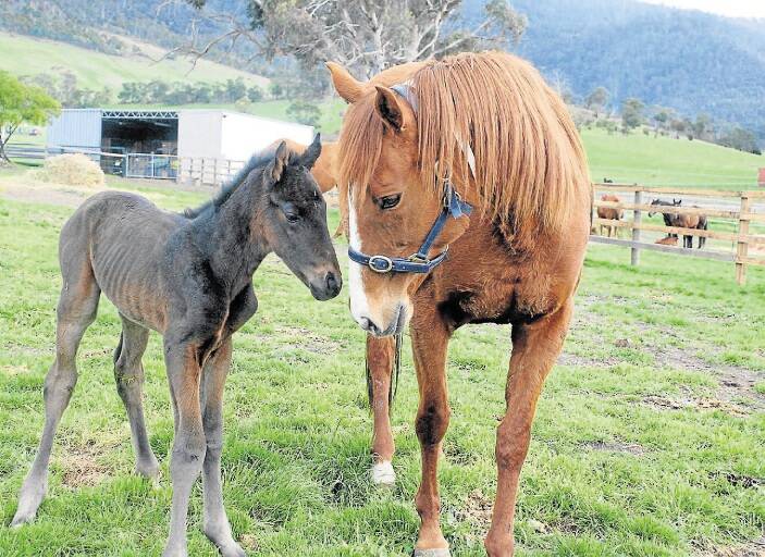 Tasmanian broodmare of the year La Quita with her new foal by Melbourne Cup winner Americain. Picture: PETER STAPLES.