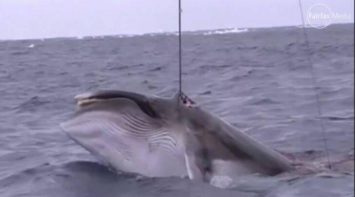 The shocking whaling footage the government wanted to hide