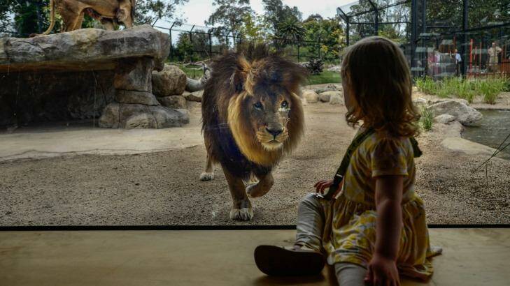 India has a close encounter with a lion at Melbourne Zoo's new $5 million enclosure. Photo: Justin McManus