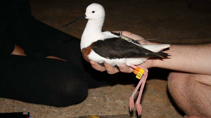 Put a ring on it: banded stilts have been tracked for the first time.  Photo: Ben Parkhurst 