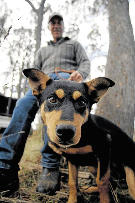 Tasmanian Working Sheep Dog Association vice-president Lance Clifford, of Pyengana, with his dog LeCliff Glen. Picture: PETER SANDERS