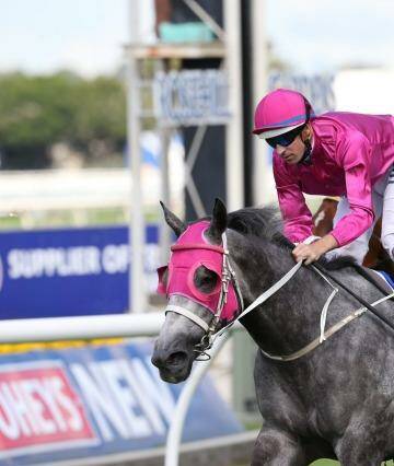 Elusive: a group 1 win is still missing from Catkins' resume. Photo: Anthony Johnson