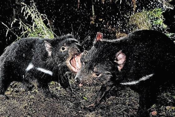 Two wild Tasmanian devils play on Tasmania's East Coast. Picture: SIMON PLOWRIGHT