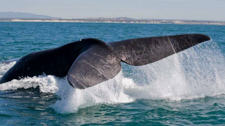 A southern right whale in Algoa Bay. Photo: iStock