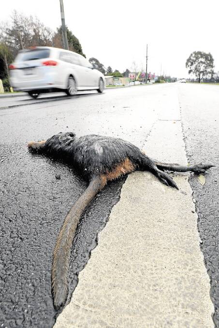 Roadkill on the West Tamar Highway.
