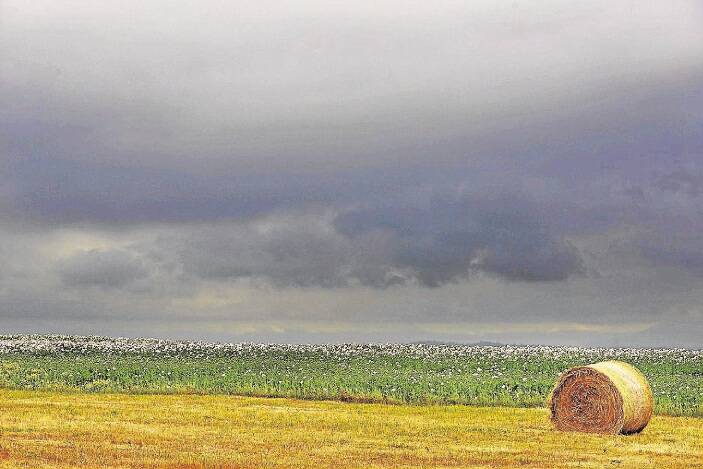Storm clouds roll in behind a poppy field near Liffey in the Meander Valley. Picture: Scott Gelston
