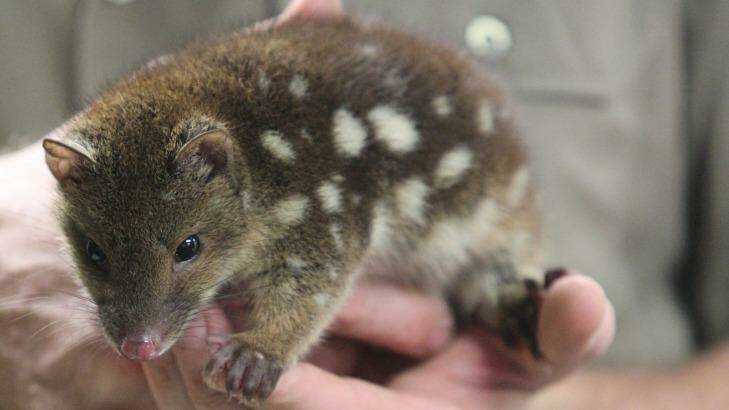The quolls may be a good candidate for Australian households  Photo: Peter Rae