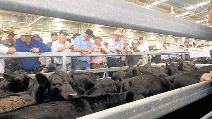 Buyers and sellers look over a pen of Angus steers at the Powranna yearling sale on Thursday. Picture: CAITLIN JARVIS