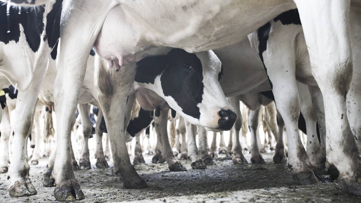 Company offers dairy incentive 