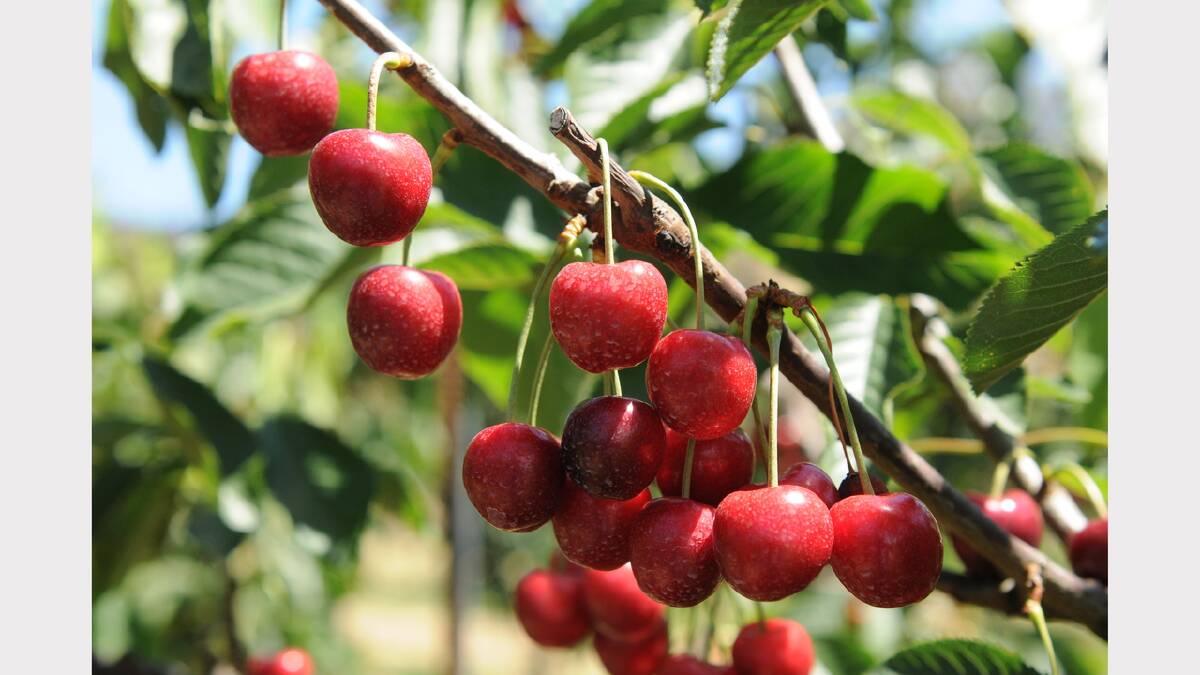 Thailand cherry trade resumes 